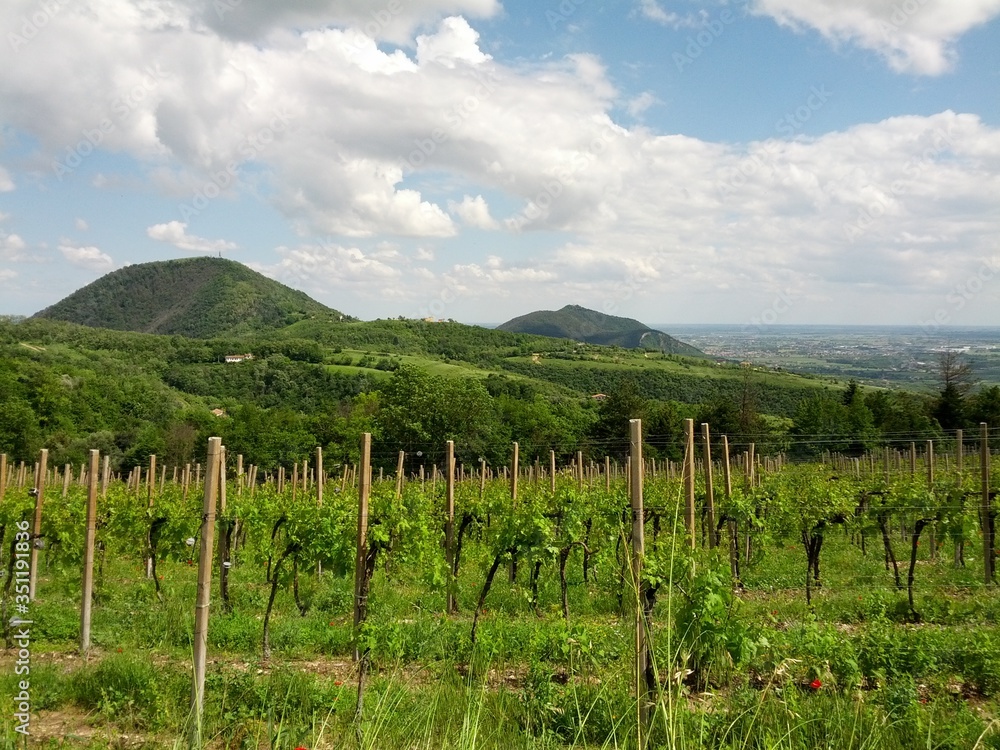 scorcio di filari di vigne presso colli euganei padova veneto italia