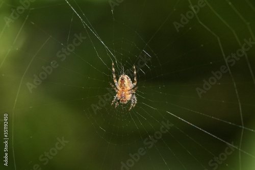 Closeup of small garden spider on web
