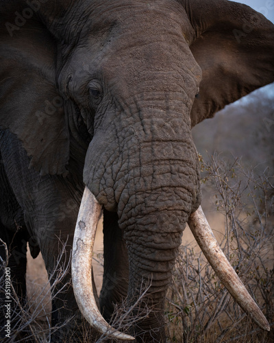 African Elephant Tusker