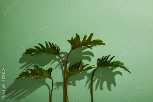 fresh tropical green leaves on green background with shadow © LIGHTFIELD STUDIOS