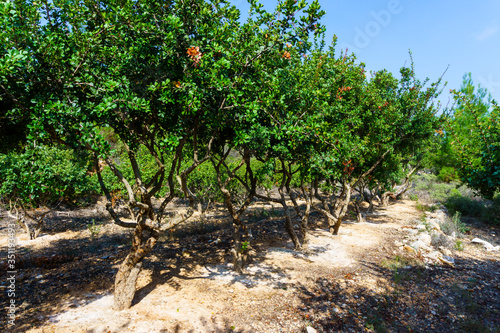 Gum raw material under mystical gum trees,