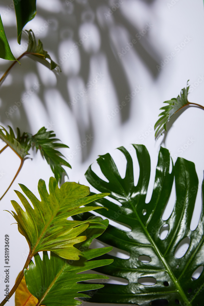 fresh tropical green leaves on white background with shadow