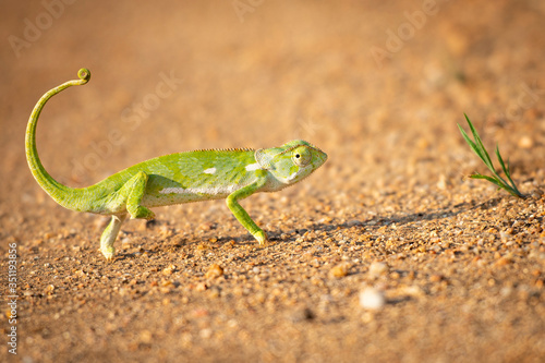 chameleon crossing the road
