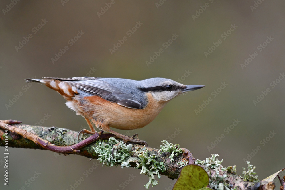 Eurasian nuthatch perched on the tree Eurasian nuthatch perched on the tree