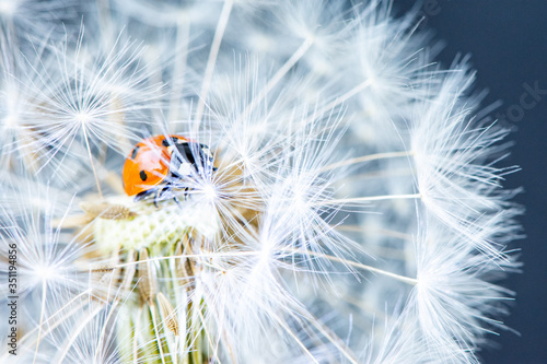Macro photo of a red beautiful ladybug sitting on a white fluffy dandelion against a dark background