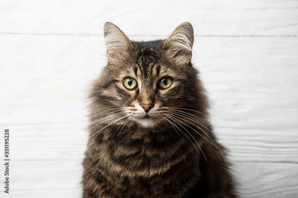 Siberian tabby cat closeup portrait