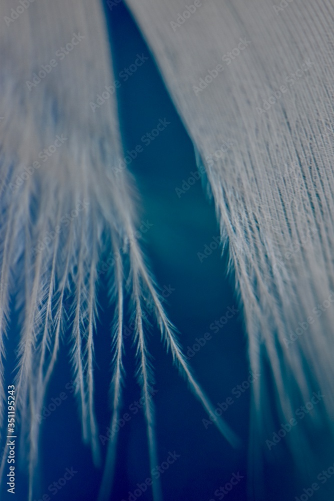 Angel wings abstract blue and white feather background texture Stock ...