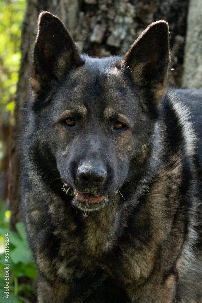 German Shepherd is a German dog breed, one of the most widely used in the world and also the most widely used service breed German Shepherd is a German dog breed, one of the most widely used in the world and also the most widely used service breed