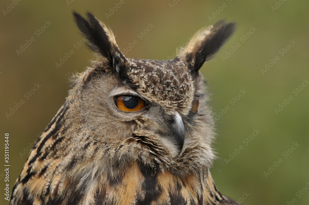 Long-eared owl Asio otus portrait Long-eared owl Asio otus portrait