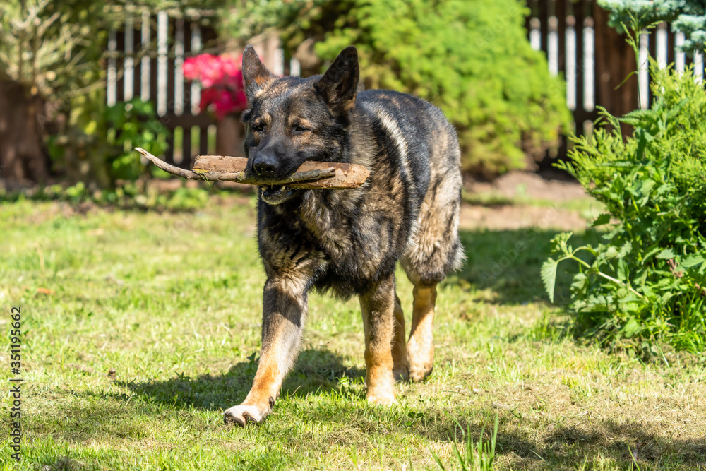 German Shepherd is a German dog breed, one of the most widely used in the world and also the most widely used service breed German Shepherd is a German dog breed, one of the most widely used in the world and also the most widely used service breed