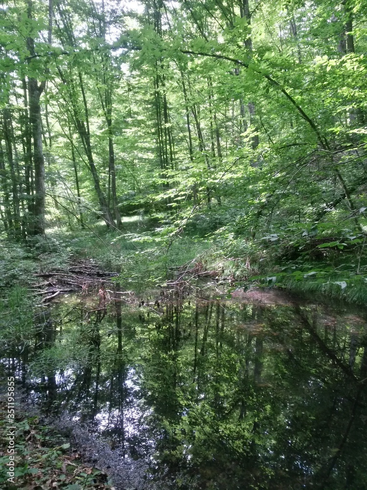 Fototapeta premium green forest in summer season at day