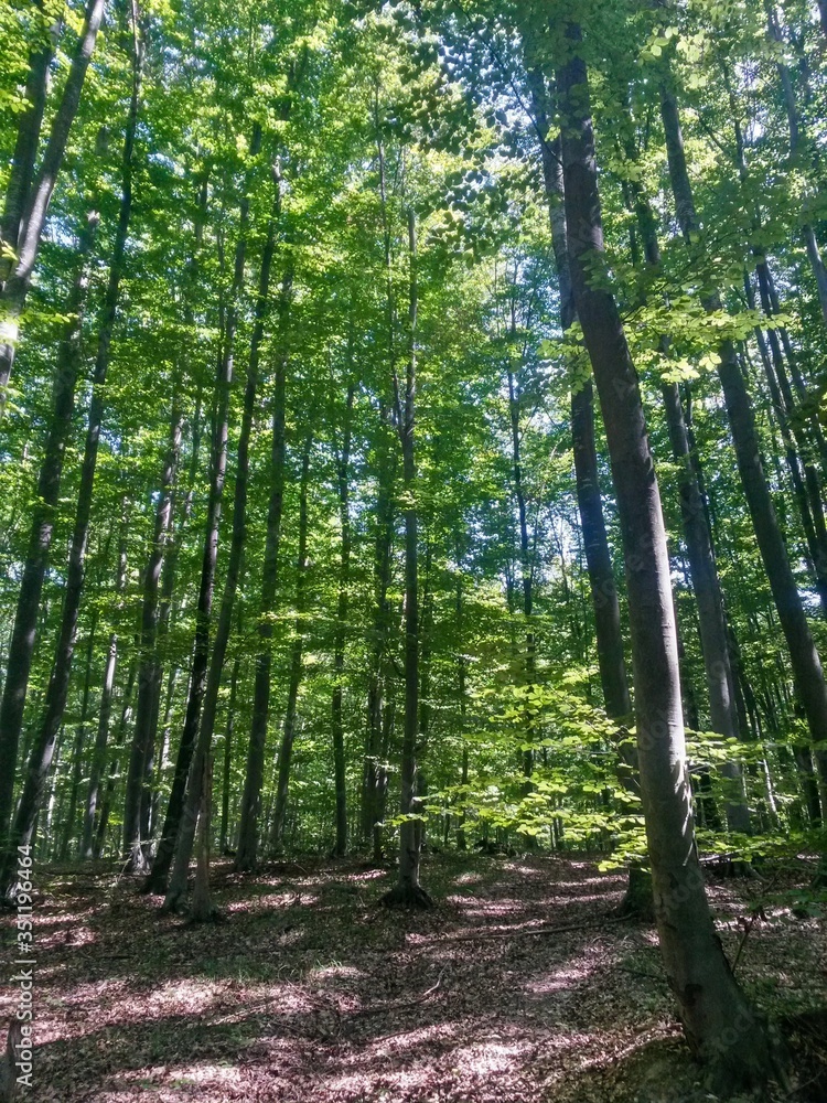 green forest in summer season at day