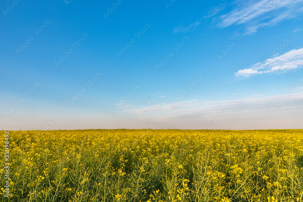 Yellow rapeseed field. Endless Field of Rapeseed blossoming, agricultural Landscape under Blue Sky with Clouds