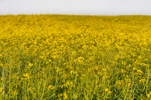 Yellow rapeseed field. Spring Time Blossoms © nedomacki