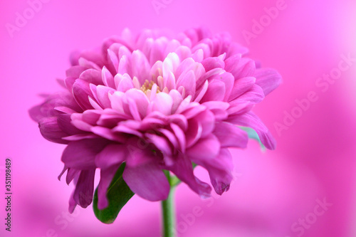 Obraz na plátně gros plan sur fleur rose, ton sur ton, fond rose