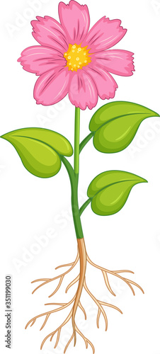 Pink flower with green leaves and roots on white background