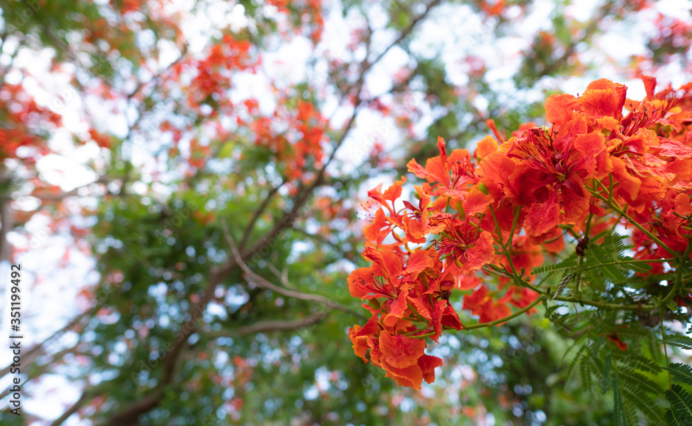 Caesalpinia pulcherrima flowers blooming branches hanging on tree . Caesalpinia pulcherrima flowers blooming branches hanging on tree .