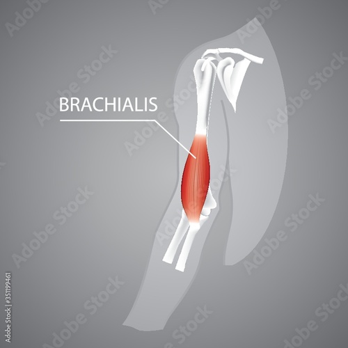 A human brachialis illustration.
