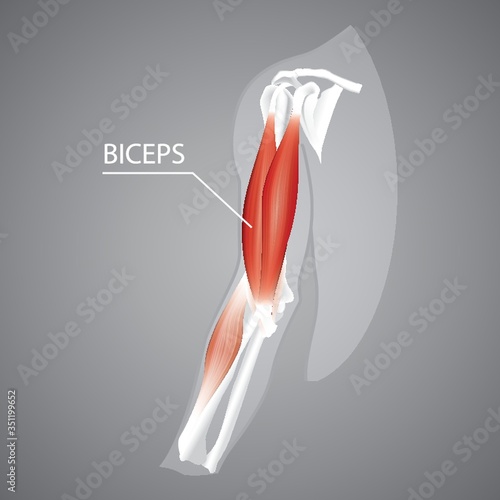 A human biceps illustration.