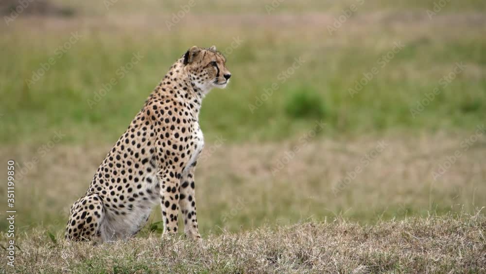 Hyper alert cheetah watches for prey then turns toward camera. Hyper alert cheetah watches for prey then turns toward camera.