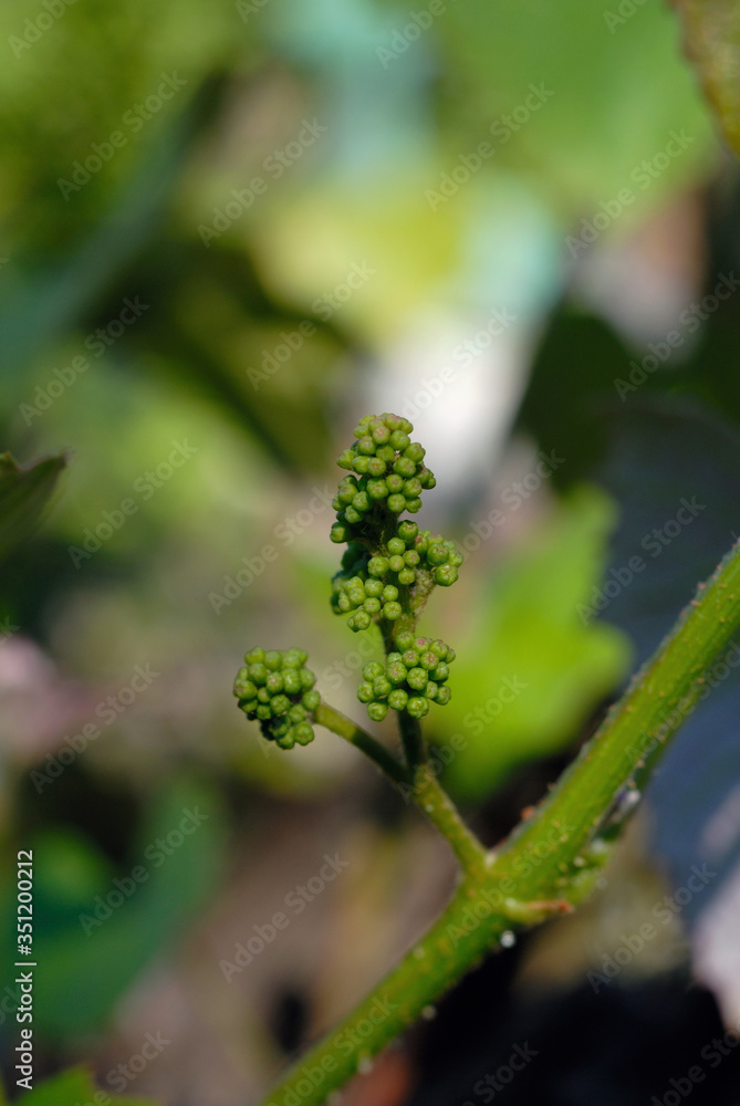 An emerging bunch of grapes closeup. Shallow depth of field An emerging bunch of grapes closeup. Shallow depth of field