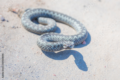 Grey viper or adder venomous snake in attacking or defencive pose rolled in knit on asphalt pathway