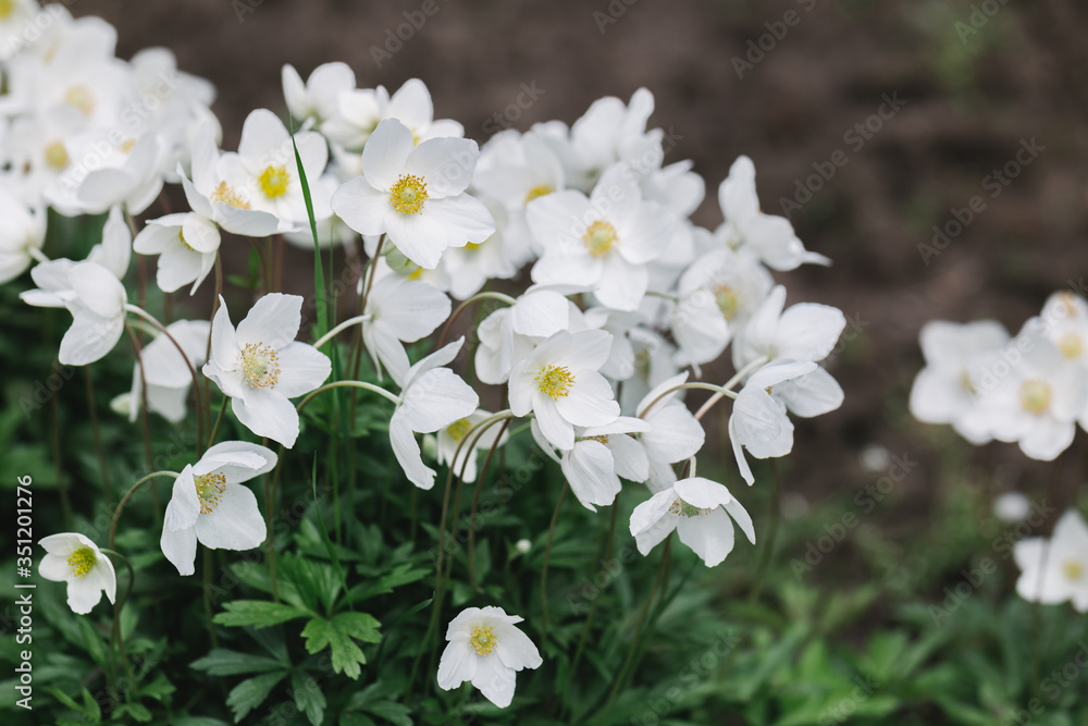 Beautiful white anemone flowers in the spring garden. Beautiful white anemone flowers in the spring garden.