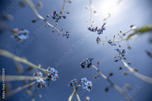 Vergissmeinnicht Blumen mit Gegenlicht zum blauen Himmel im Frühling photo