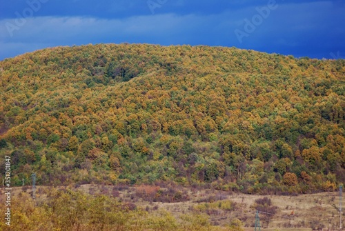 beautiful autumn colors into the forest