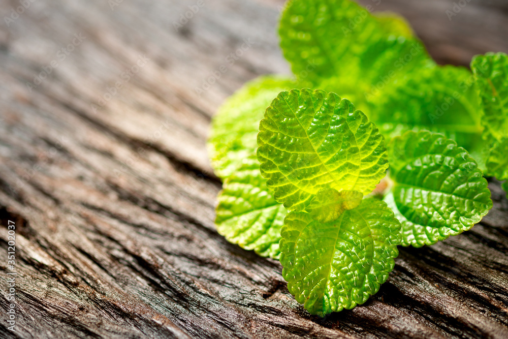 Green mint leaves on an old wooden floor Green mint leaves on an old wooden floor