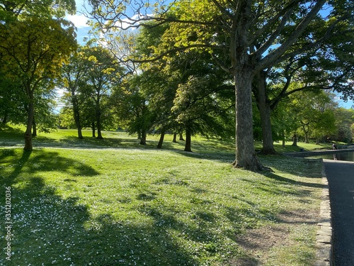 Green sloping meadow, with flowers and old trees, on a late spring day in, Lister Park, Bradford, Yorkshire, England