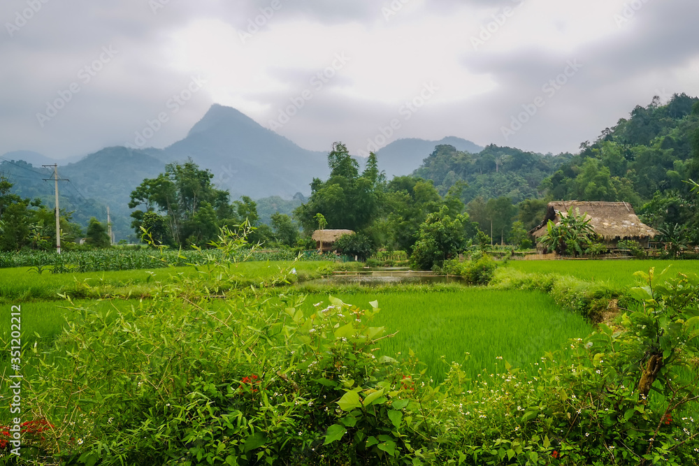 Fototapeta premium typical Vietnamese landscape in spring with natural dwellings in the countryside