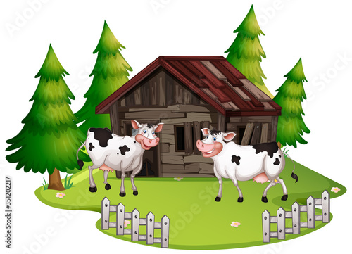 Cows at old wooden house