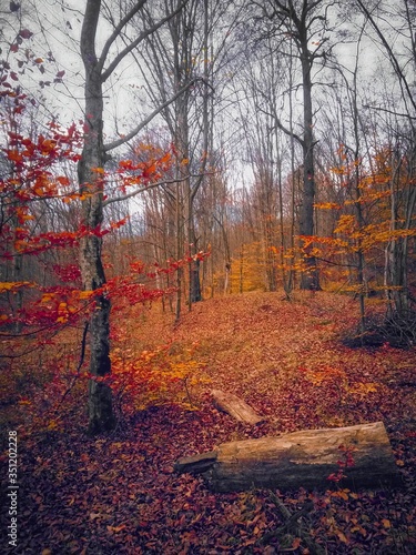 beautiful autumn colors into the forest