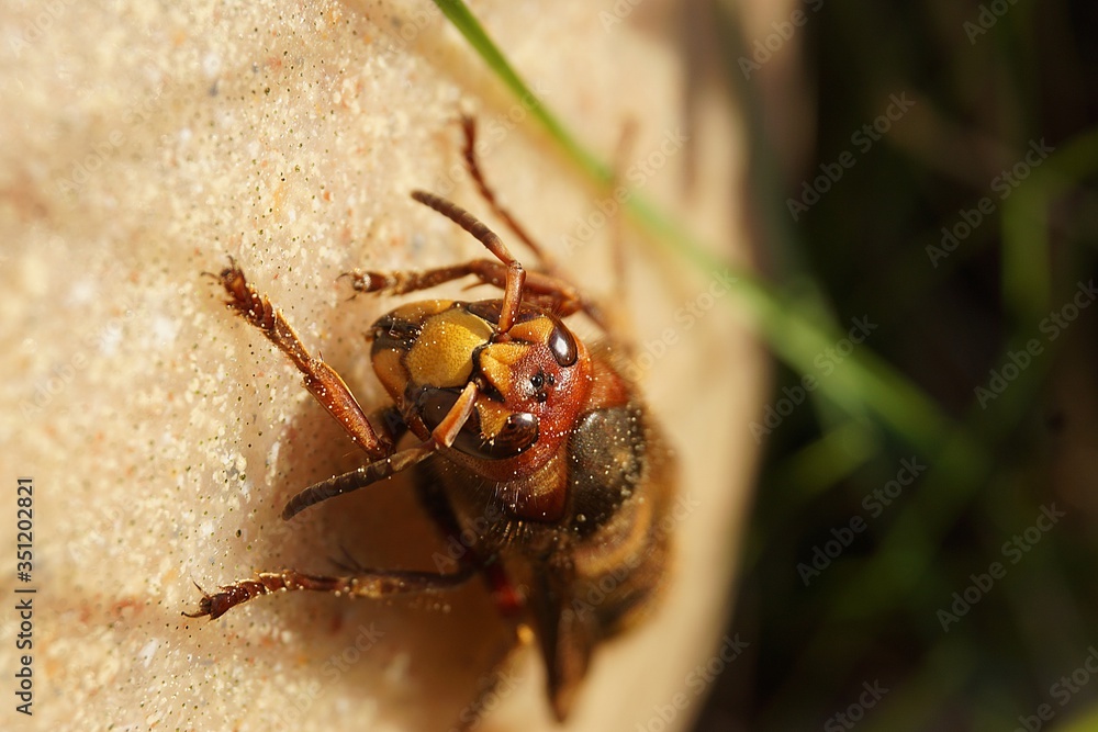 Fototapeta premium Hornet Face Close-Up