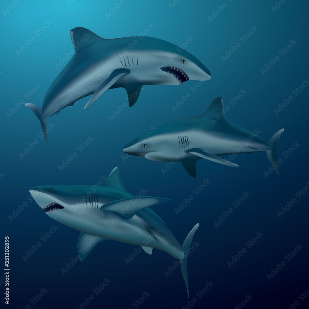 A collection of shark illustration. A collection of shark illustration.