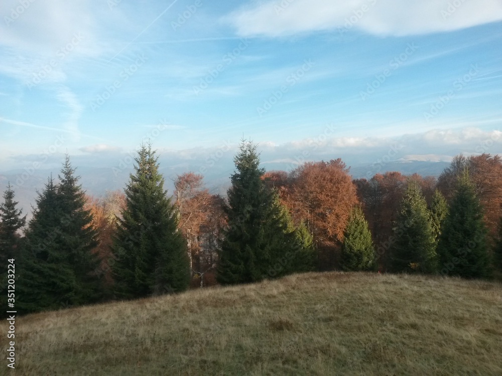 Fototapeta premium beautiful autumn colors into the forest