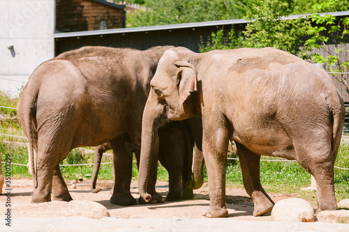 Family Of Indian Elephants At The Prague Zoo