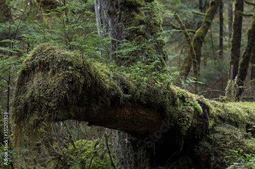 old mossy log in the forest