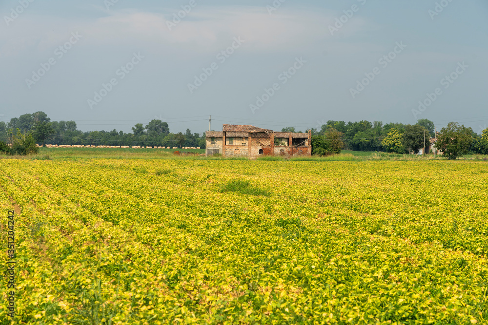 Country landscape near Carpaneto, Piacenza, at summer
