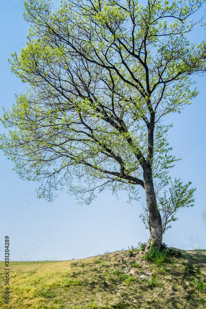 丘の上で見上げる大きな桜の新緑の葉が眩しい