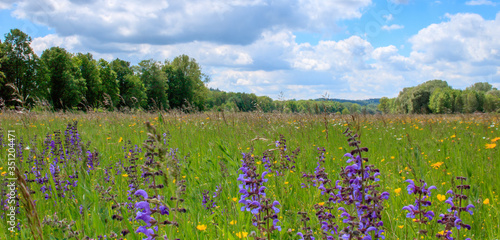 spring landscape panorama with flowering flowers on meadow.