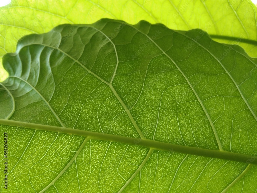 green leaf texture for background green leaf texture for background