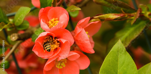 Honey bee collecting nectar from red flower. Important for environment ecology sustainability.