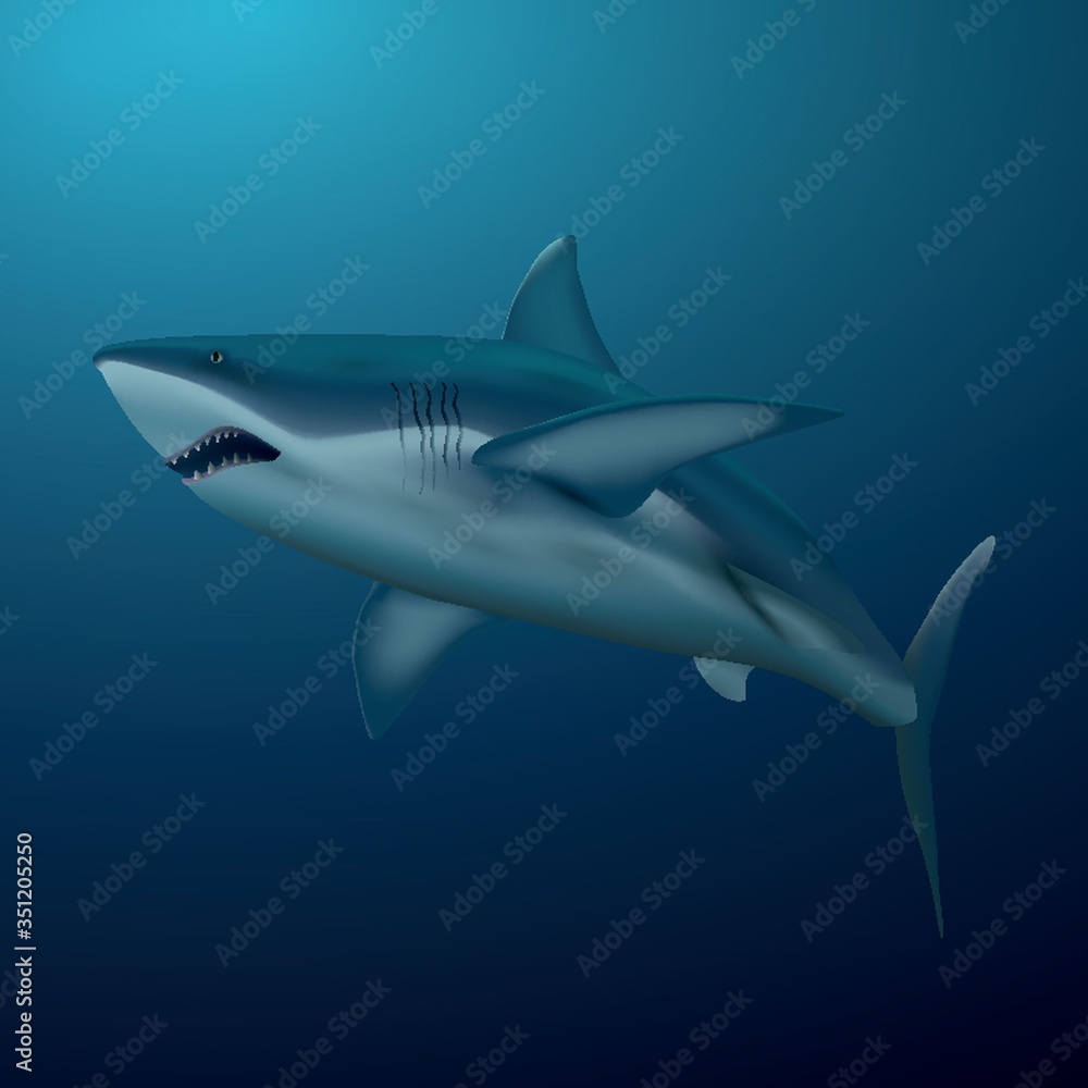 A shark illustration.