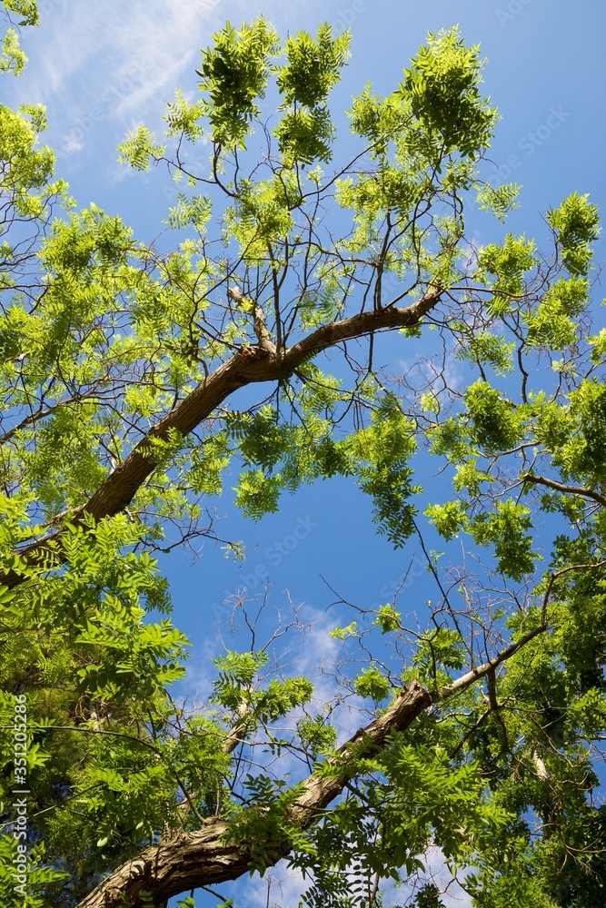 Obraz premium Trees in a park