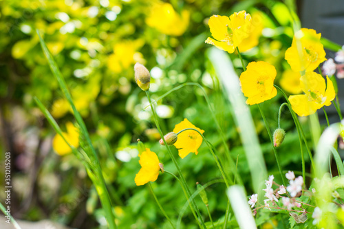 yellow poppies with green foliage in a countryside style garden