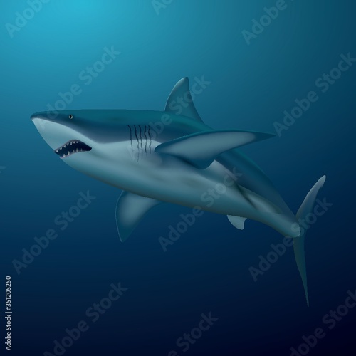 A shark illustration.