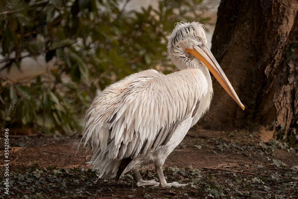 Obraz premium Dalmatian pelican Pelicanus Crispus in zoo