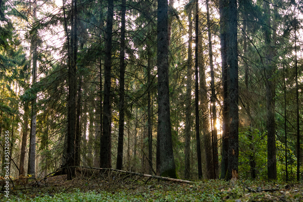 morning in the forest morning in the forest